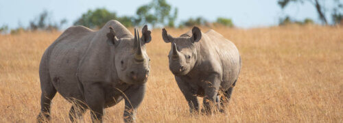 Scott Bader South Africa sponsors their partner, Specialised Fibreglass, in support of Rhino Ark