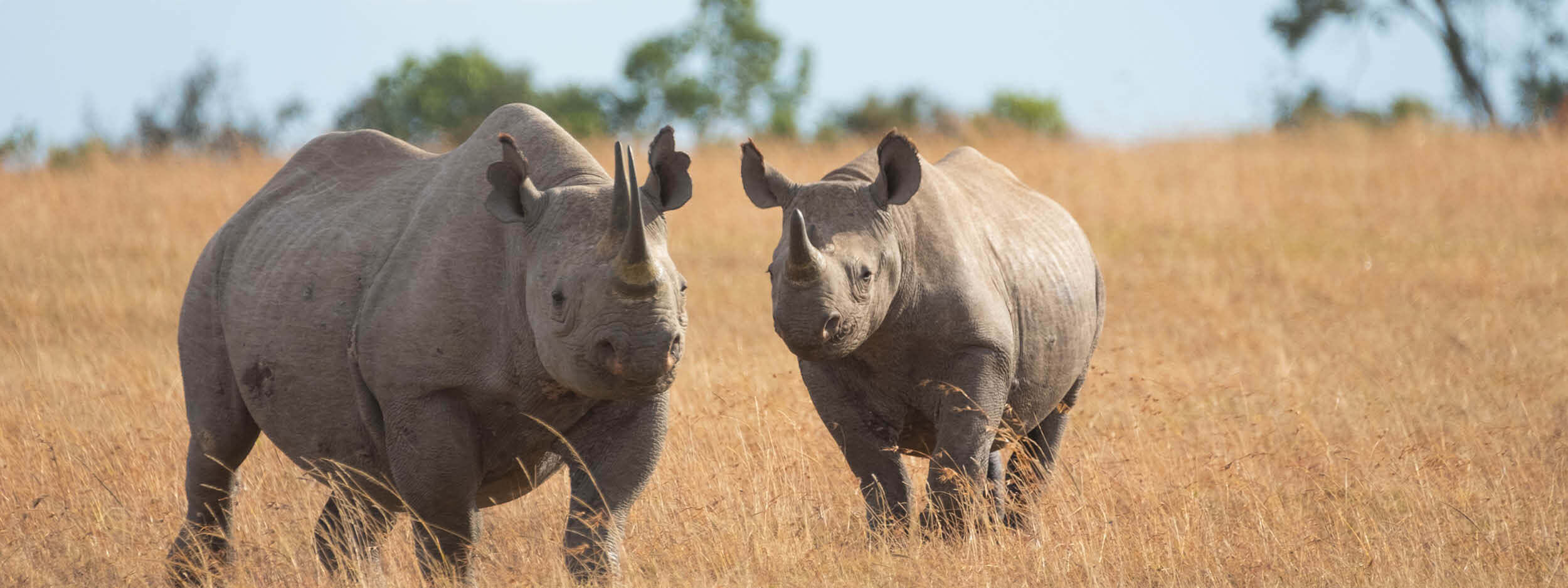 Scott Bader South Africa sponsors their partner, Specialised Fibreglass, in support of Rhino Ark